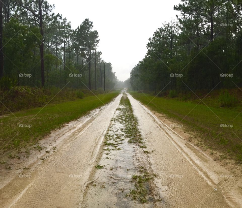 Mud Road. Dirt road after a storm