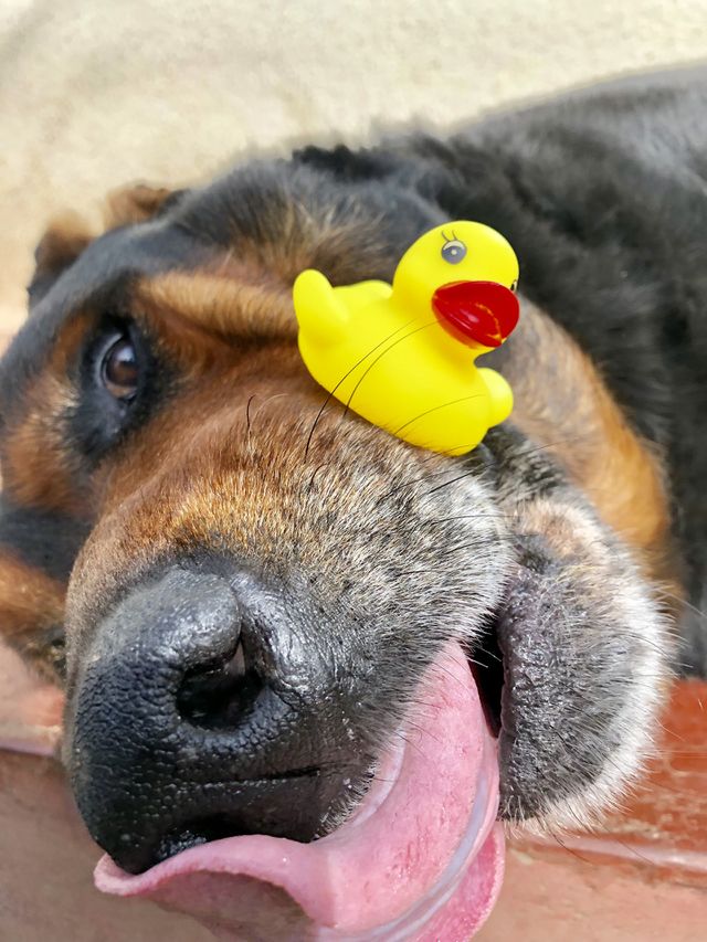 dog enjoying with his favorite toy