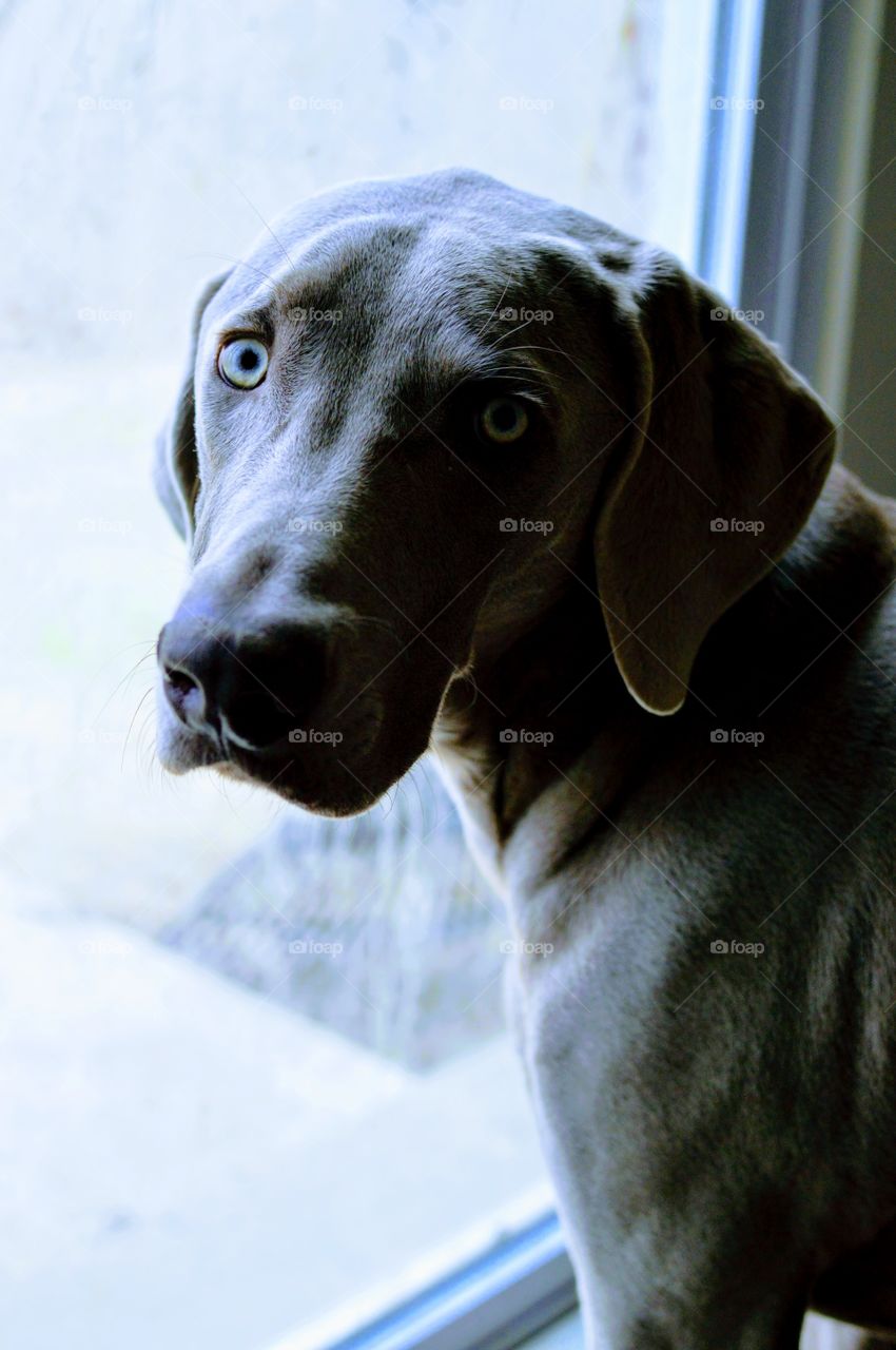 Close-up portrait of a weimaraner dog at a window indoors with a shadow over half of his face