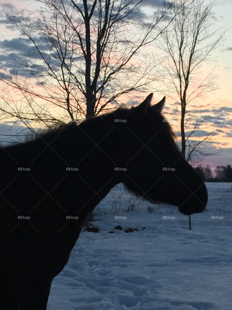 Horse silhouette with a beautiful sunrise to set off the beauty of a horse in the early morning hours