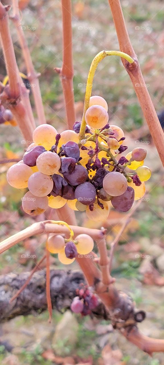 Grapes