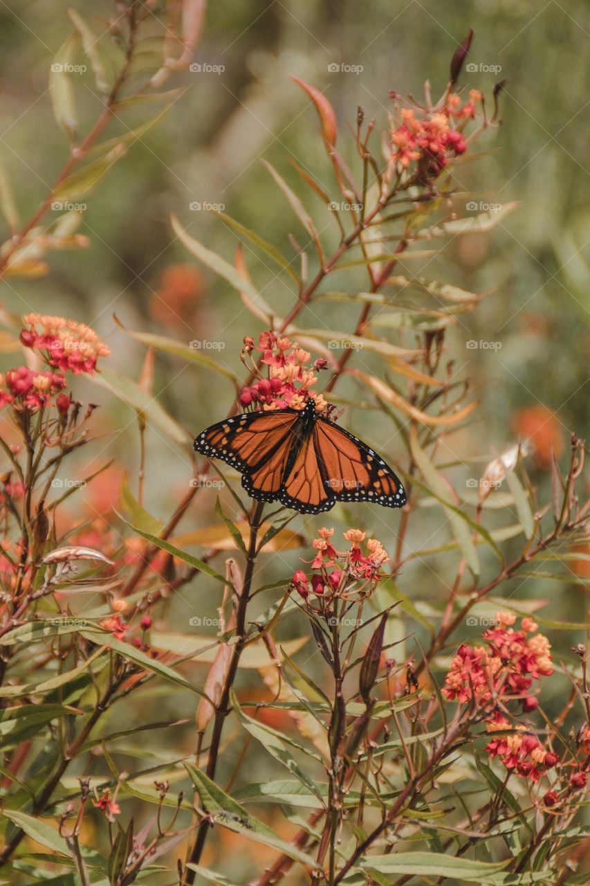 Beautiful and colourful butterfly