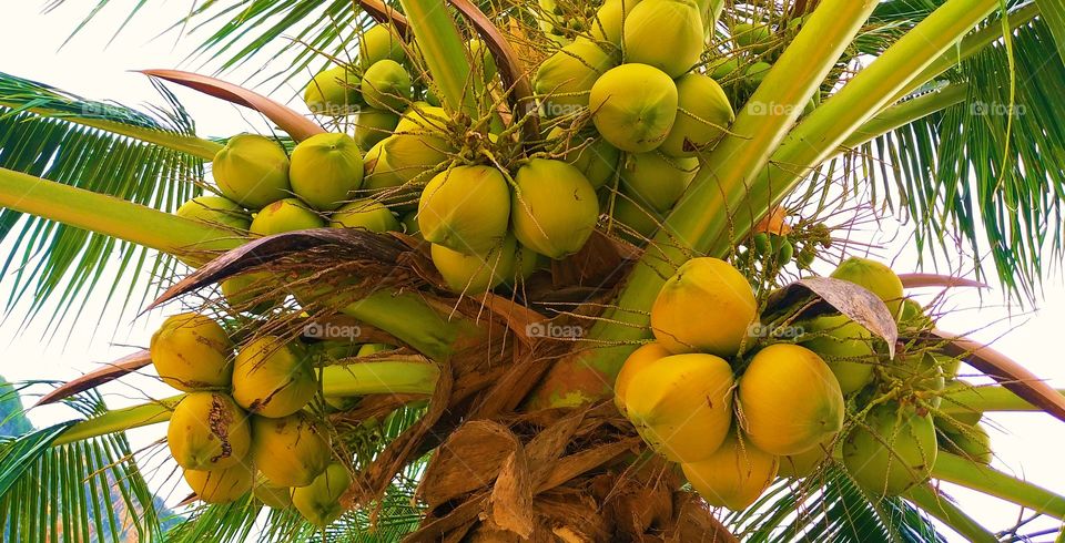 coconut tree.