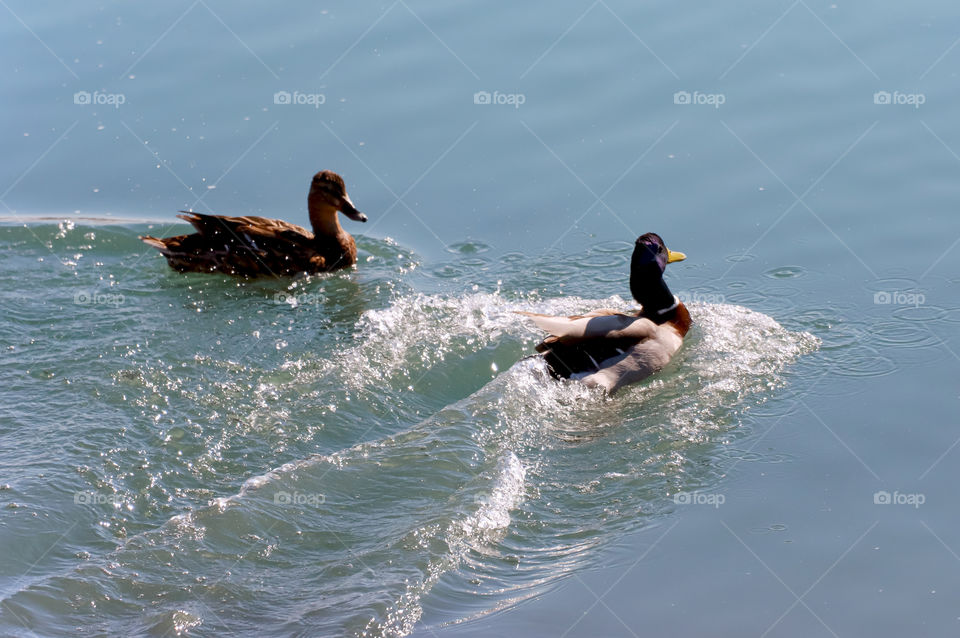 Ducks in the water