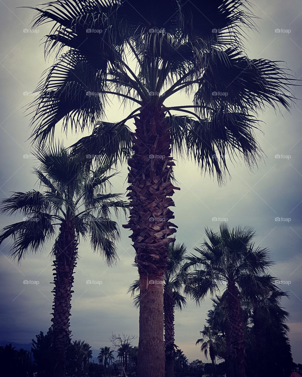 Gothic palm trees