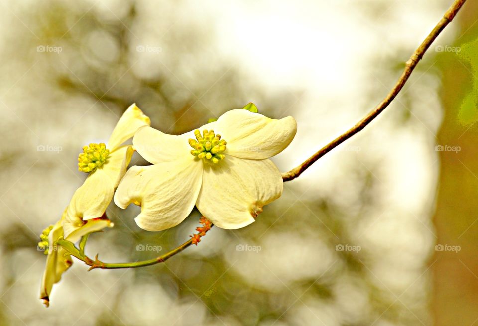 Dogwood 