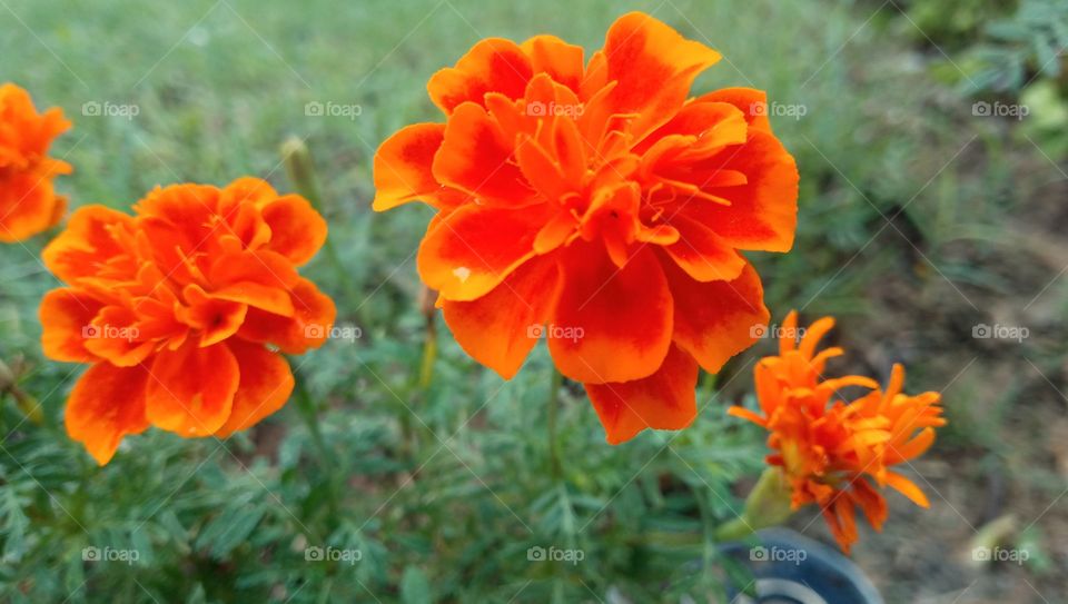 Marigold flower