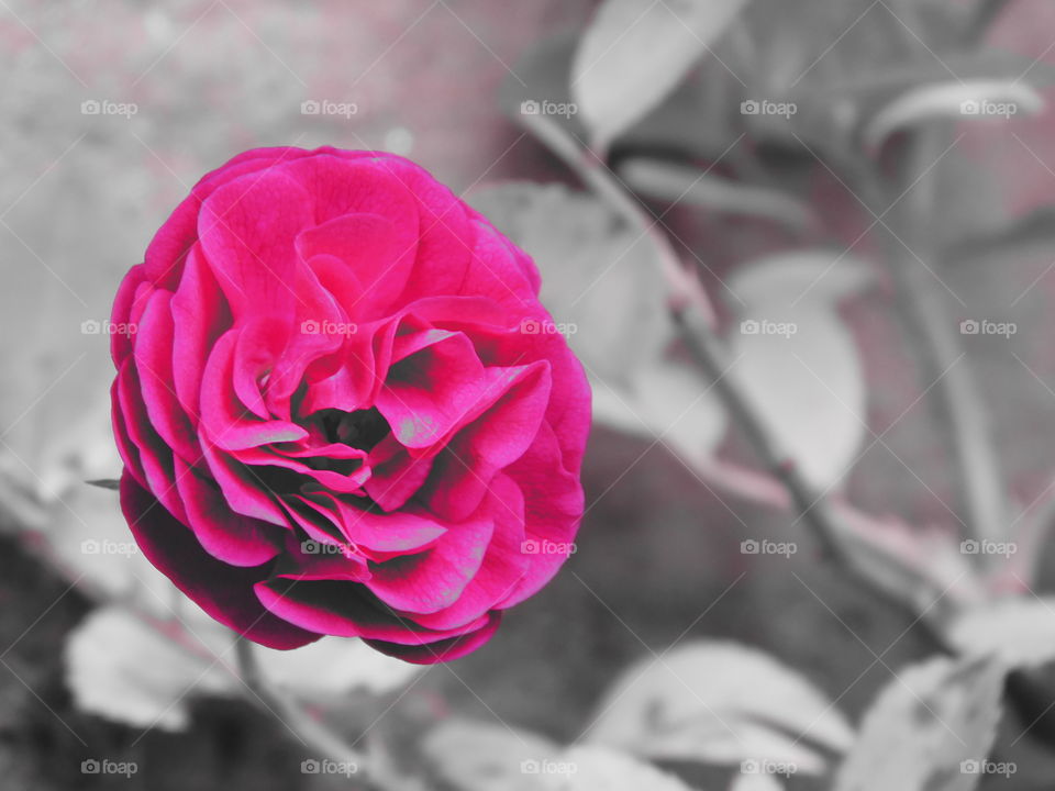 Sweet Red & Pink mixed Rose with Blur background