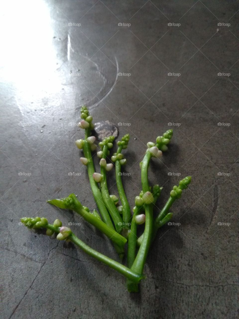 spinach flower