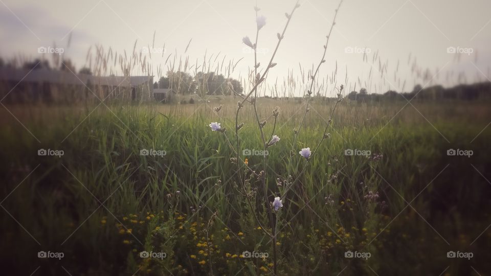 Nature. Summer Field