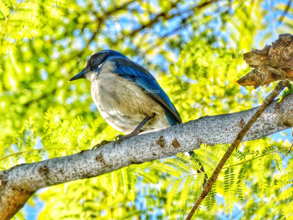 Scrub Jay. Wild California Western Scrub Jay
