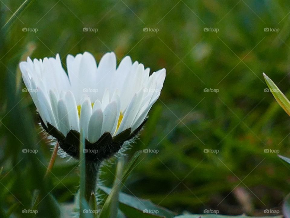 small daisy in the wilderness