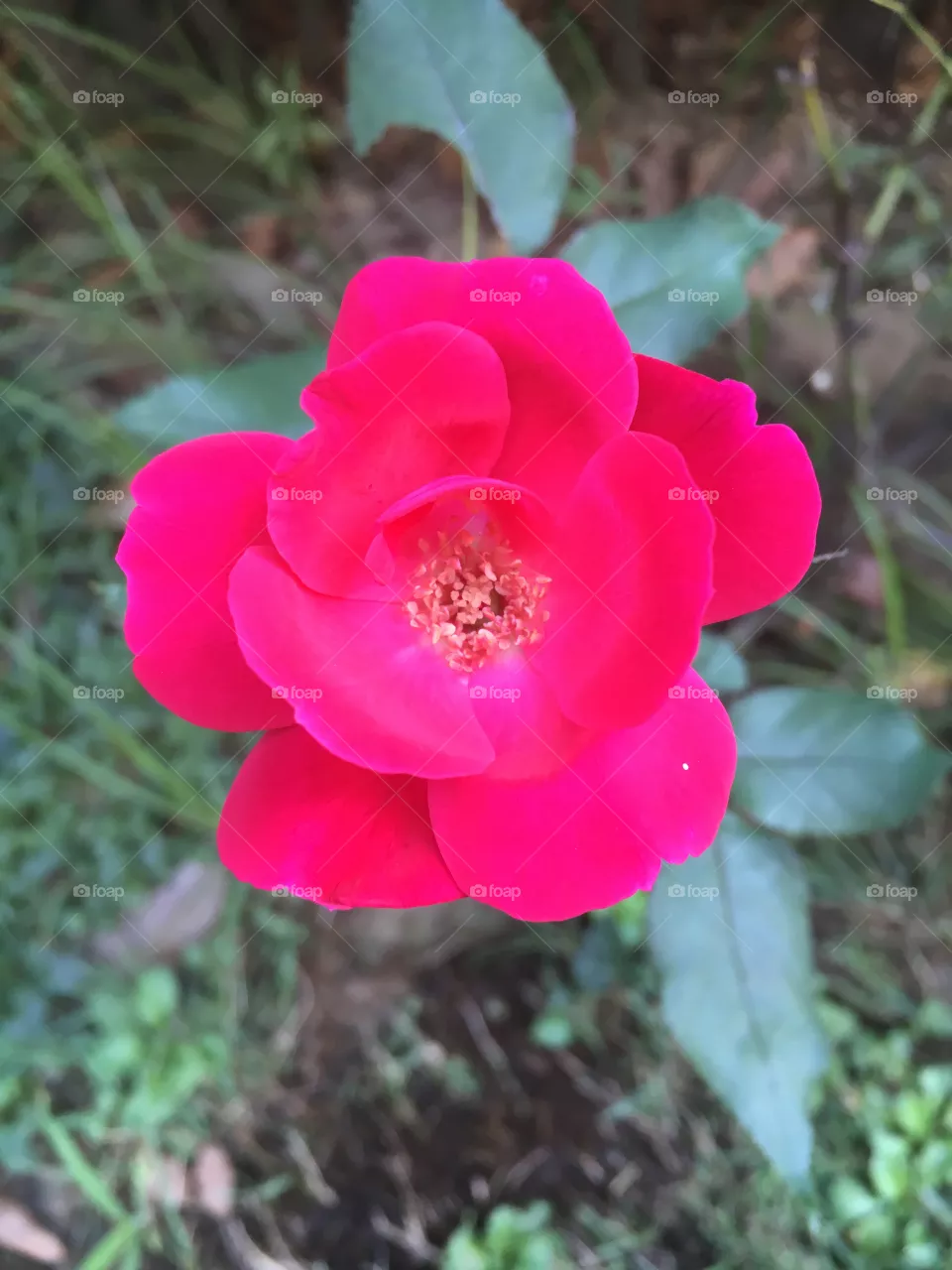 FuXia
