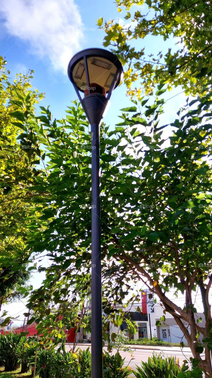 O esperto pássaro João de Barro aproveita o espaço no poste da lâmpada para construir sua morada.