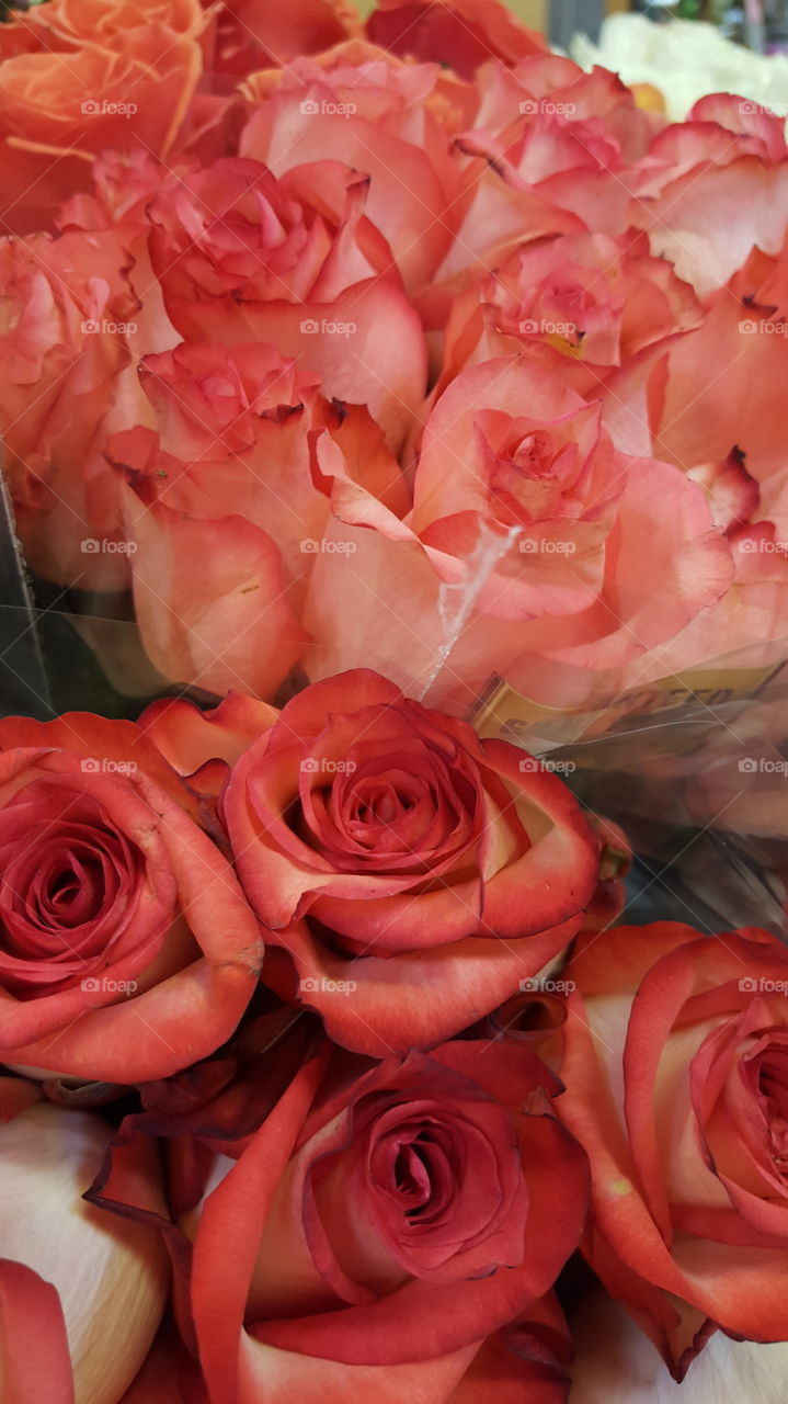 Close-up of a roses