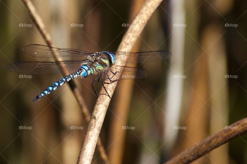 Close-up of dragonfly on reed