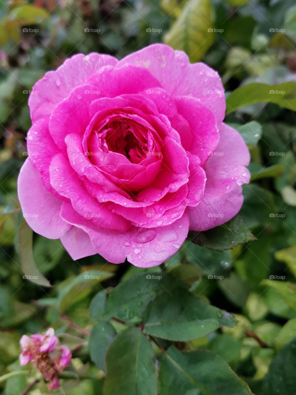 Pink rose with dew drops. Beautiful plants around us.