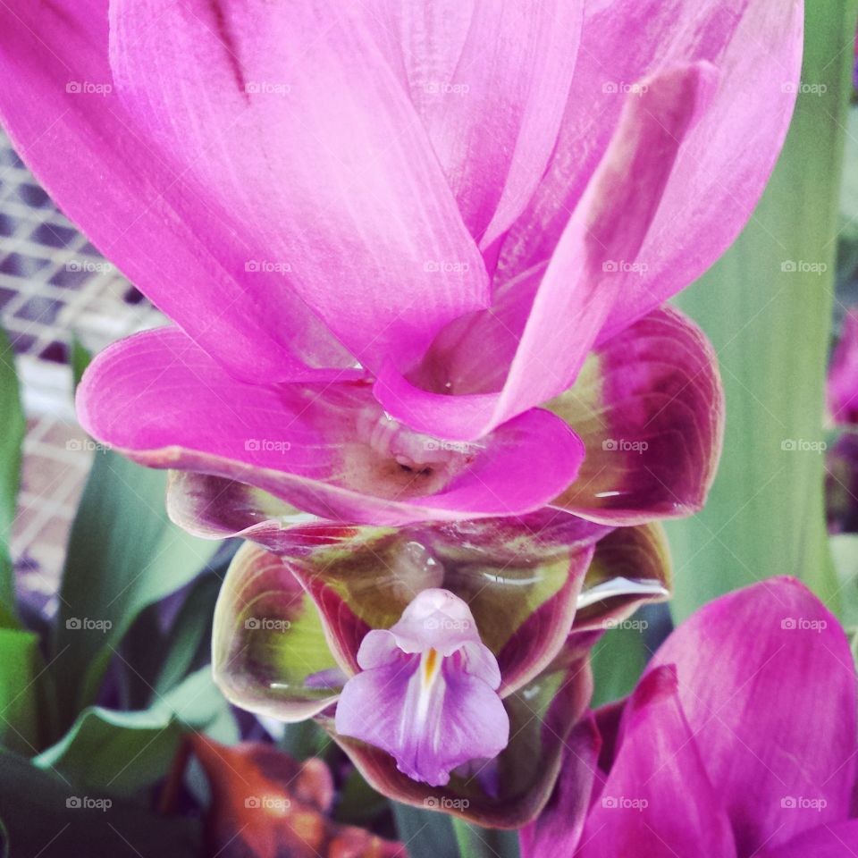 Pinks and Purple Flowers