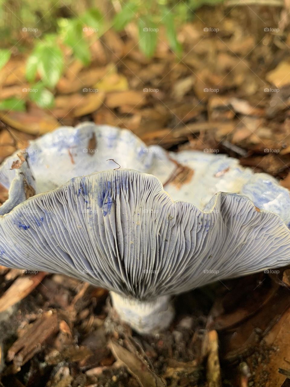 The Indigo milk cap, or Lactarius indigo, is a member of the larger milk cap mushroom family with one standout characteristic, their blue coloring. mild, sweet and nutty with a hint of cracked pepper on the finish