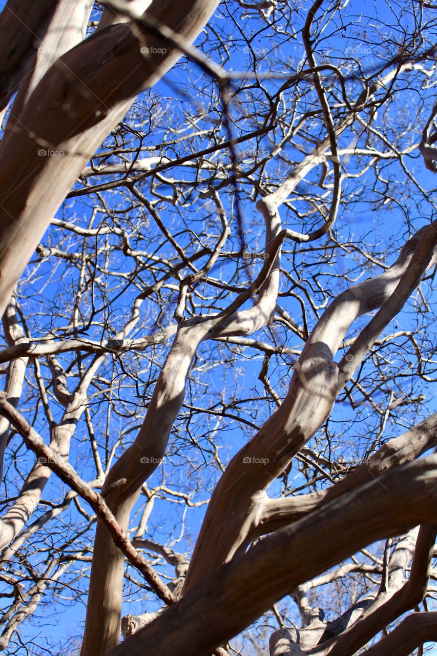 Tree branches and blue sunny sky