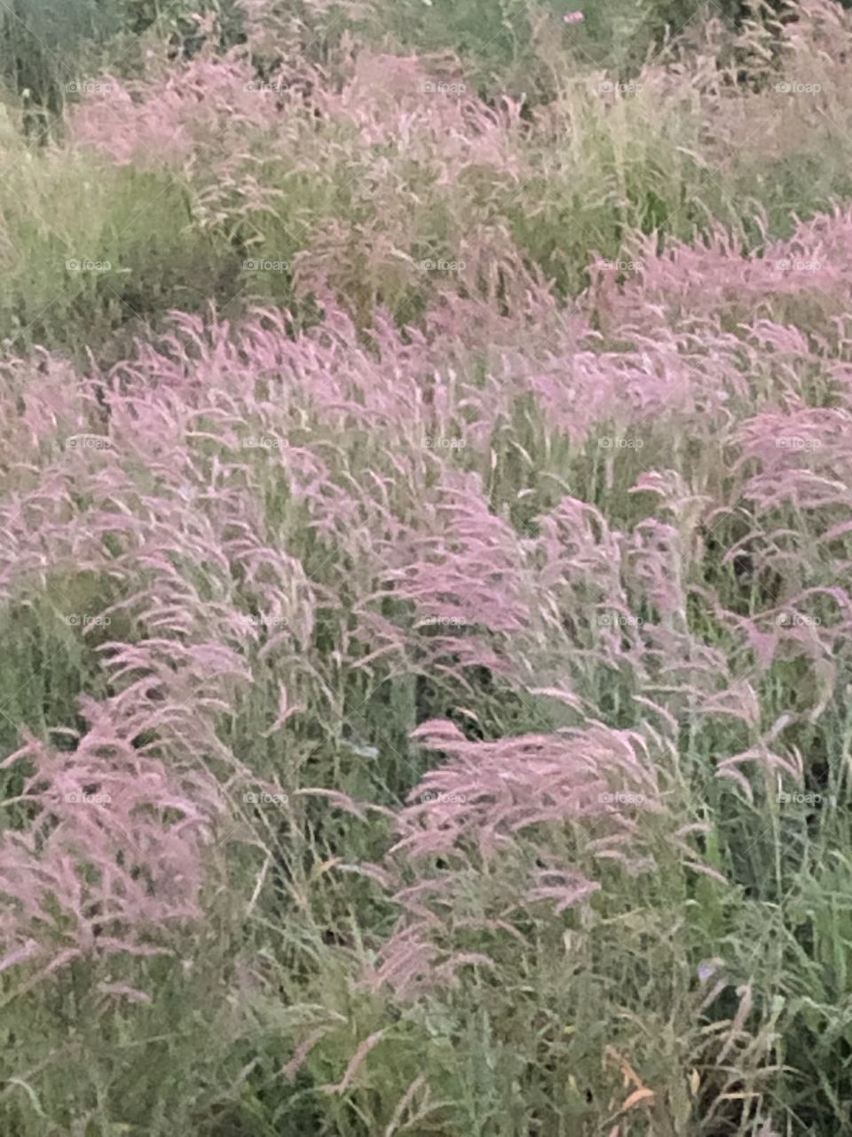 Plants around everywhere, Countryside ( Thailand)