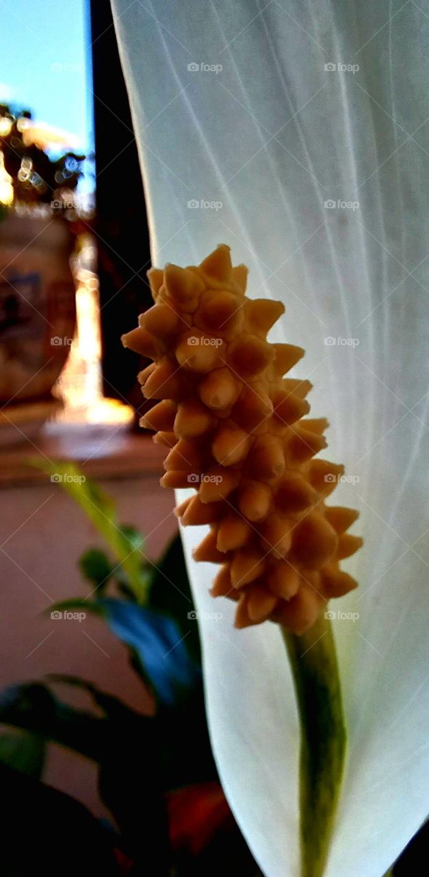 Spathiphyllum blandum Schott