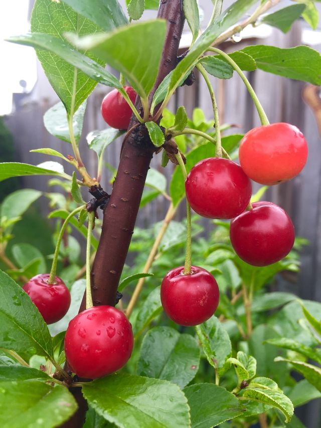 Cherries