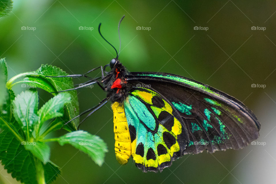 Colorful butterfly