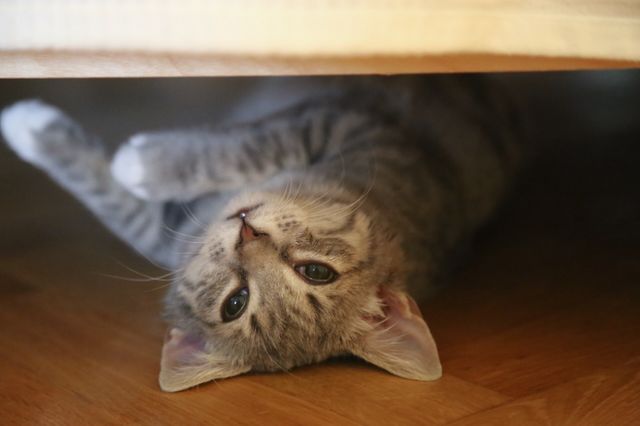 cat