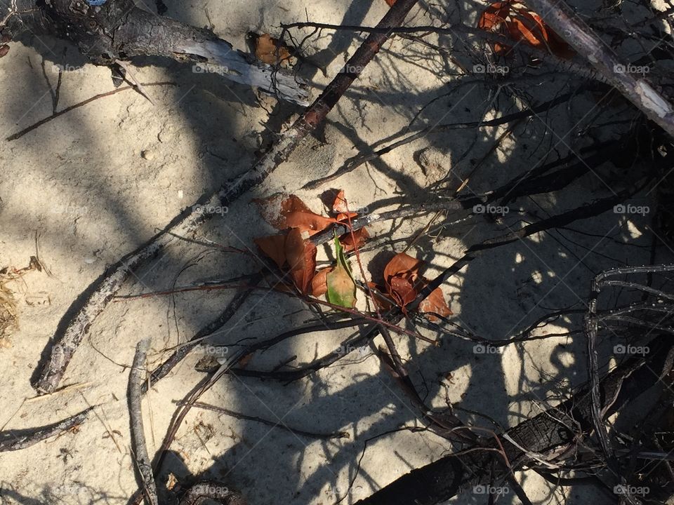 Beach tree roots
