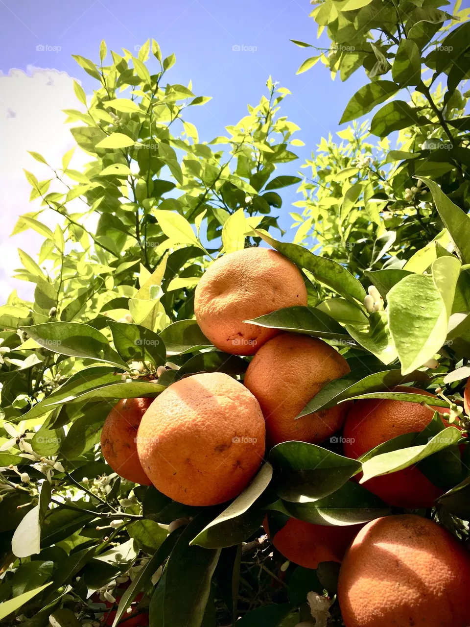 Orange foto