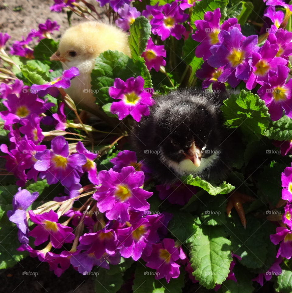 baby chicks in flowers