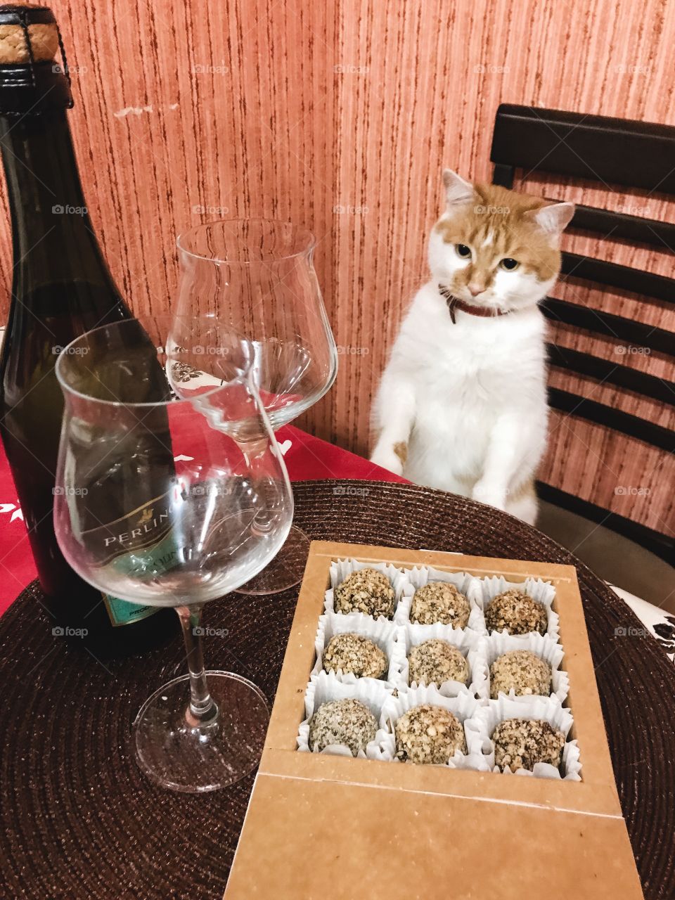 Dinner with cat