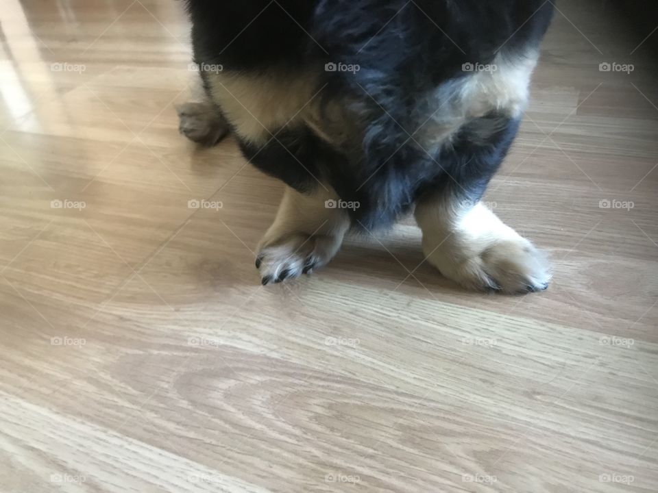 Wiener dog paws