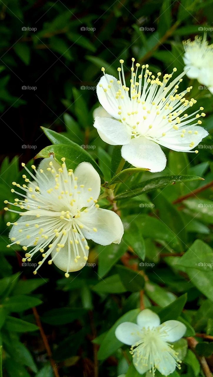 Myrtus communis