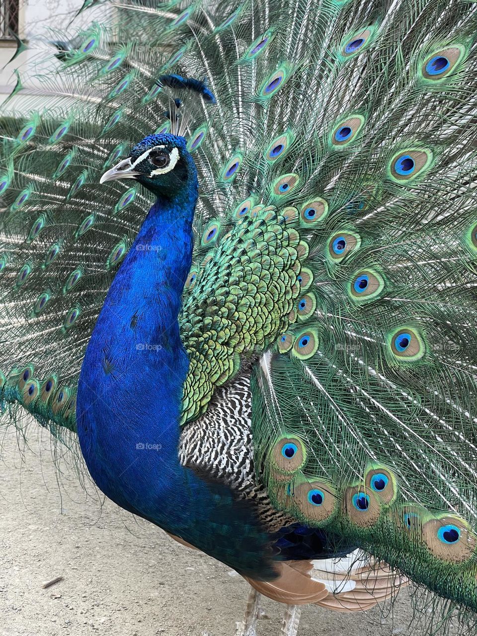 peacock bird