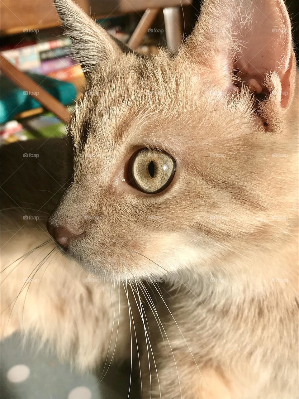 Profile of the face of an orange tabby kitten