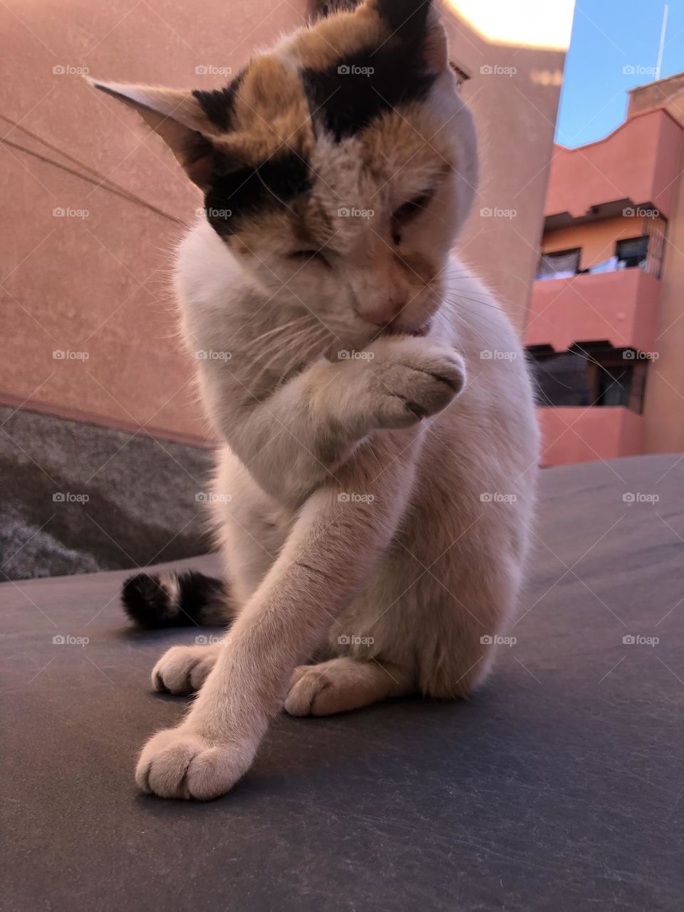 One cat sitting on a car .