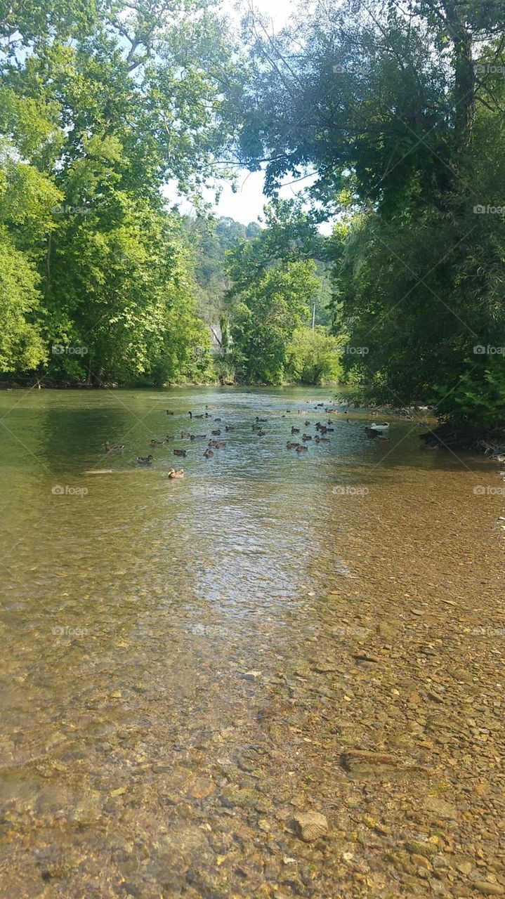 Ducks on the Creek
