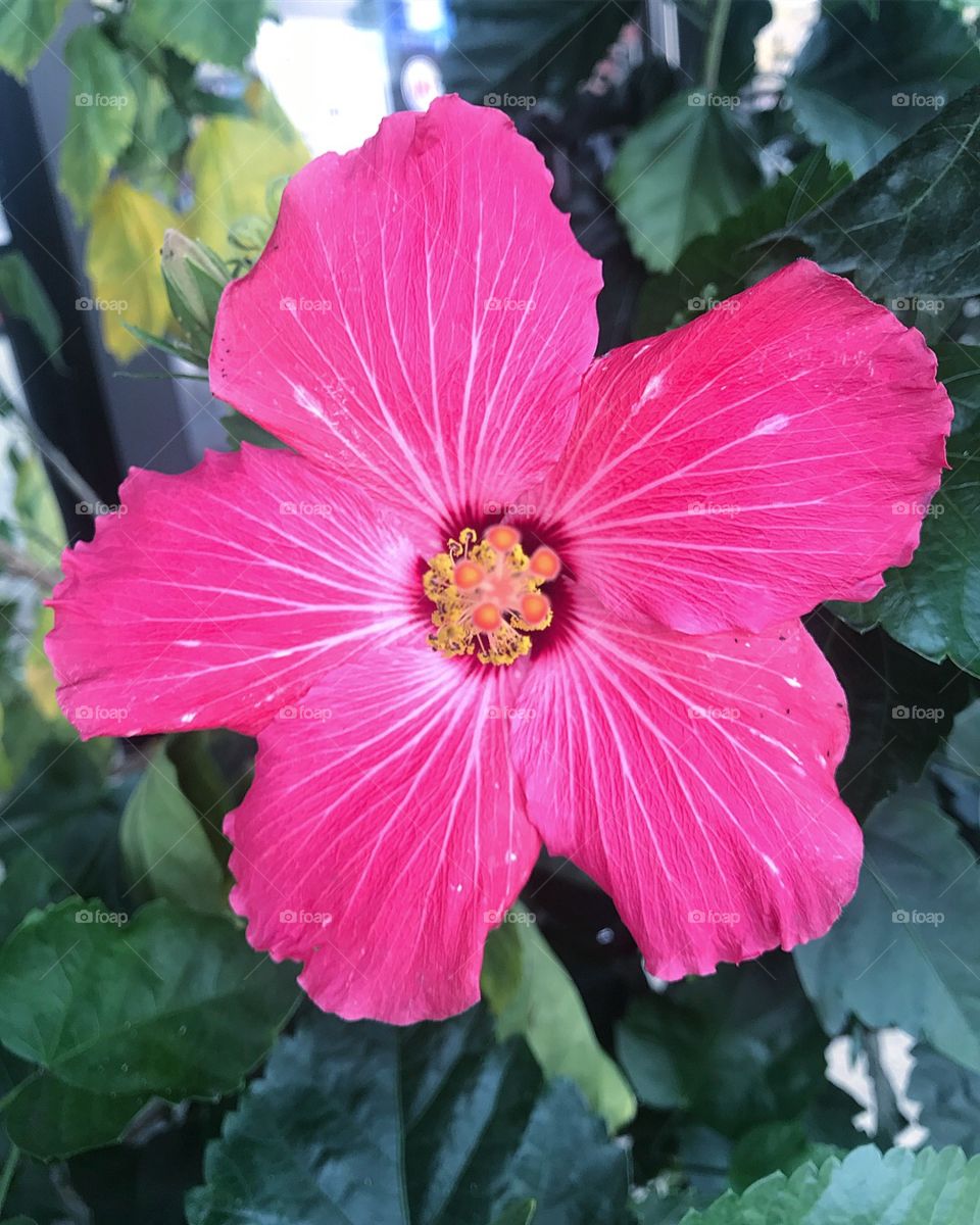Pretty in pink with the cutest little fuchsia tinted hibiscus!