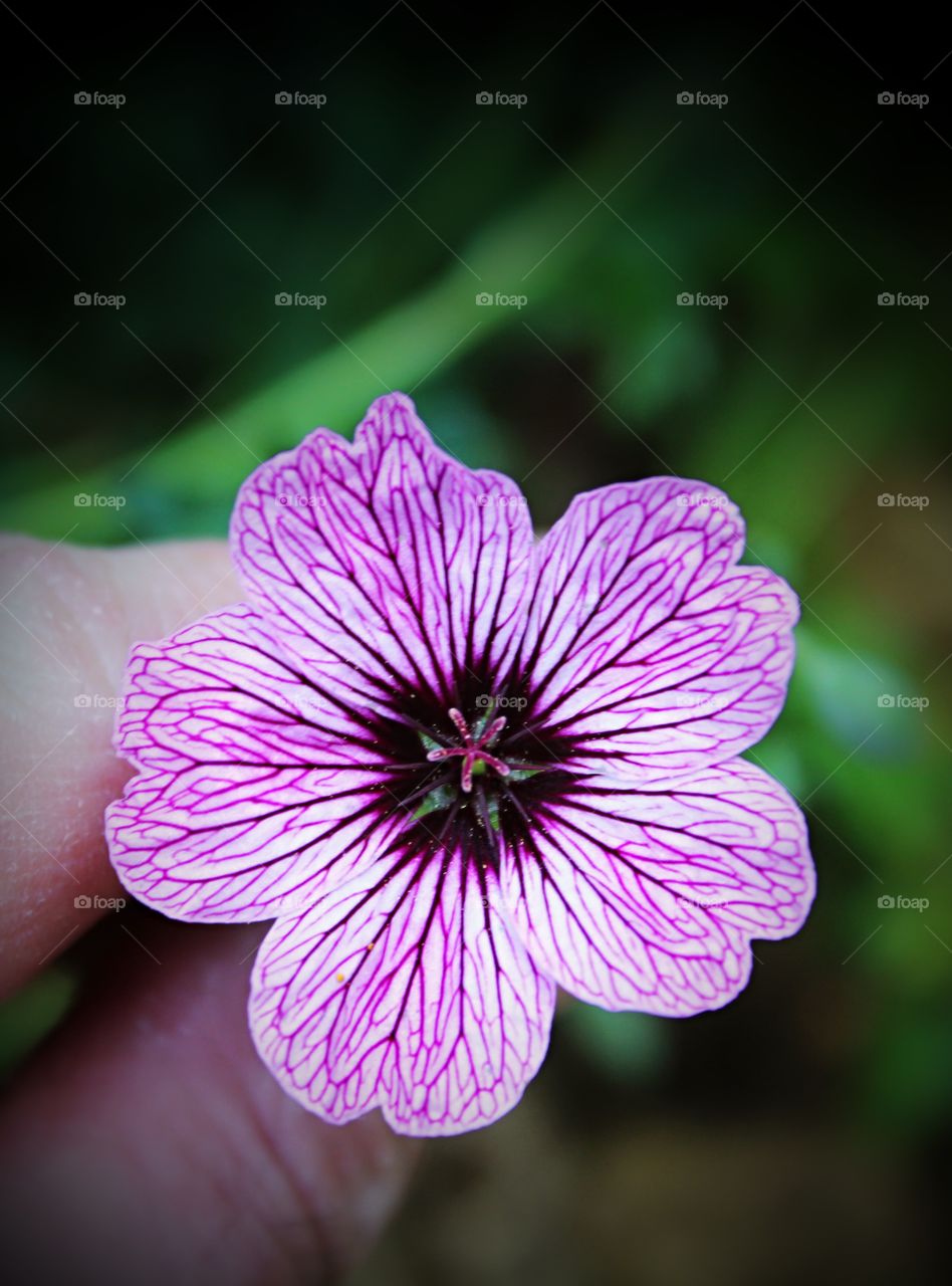 Mauve flower close up