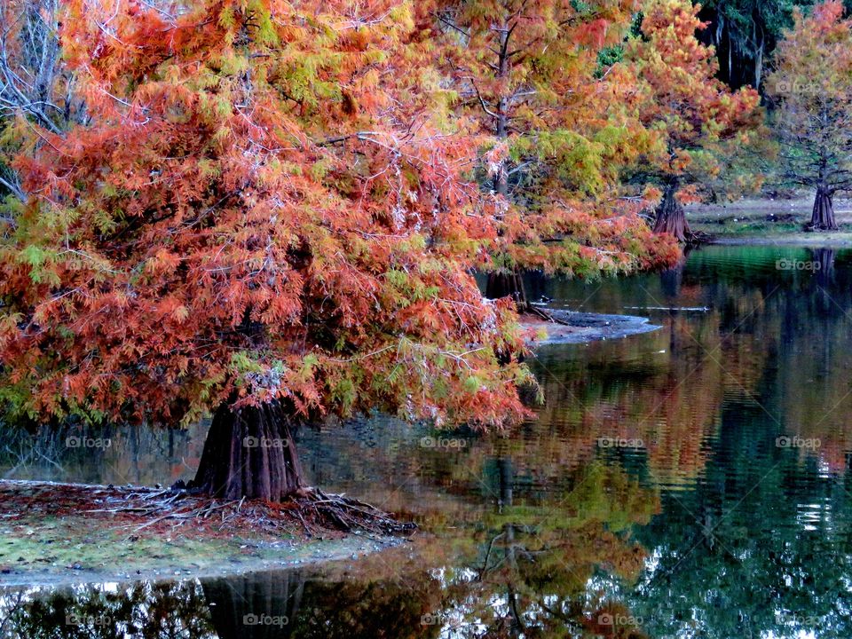 Bald Cypress in fall