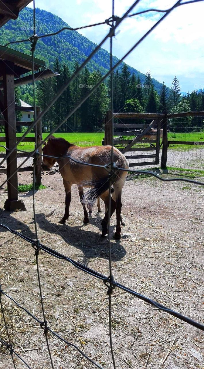 Invitation to a horse ride