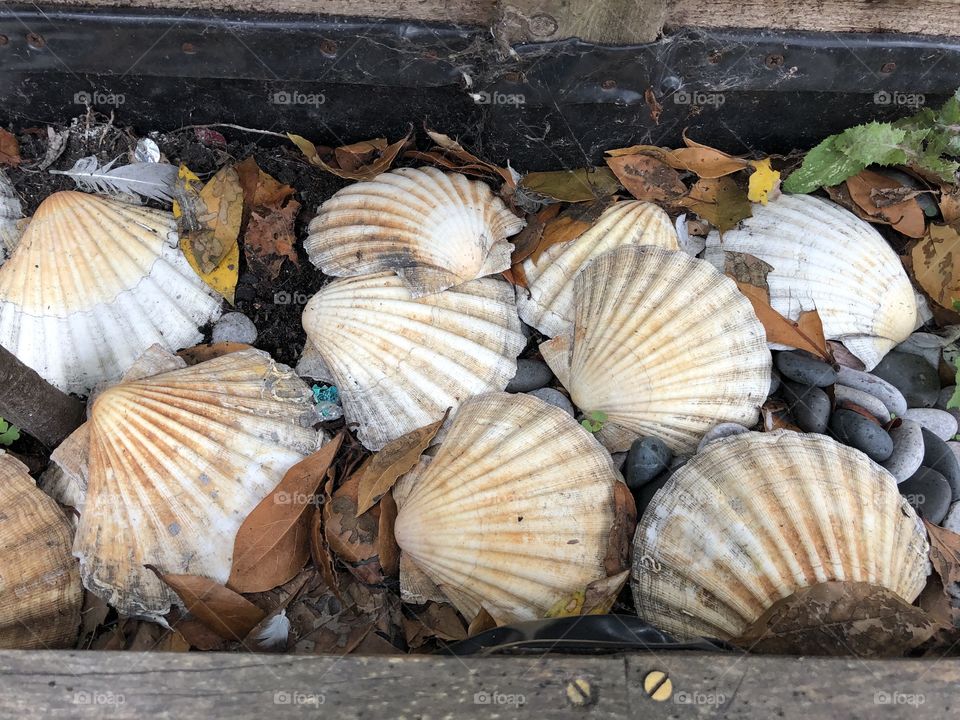 I discovered this cute best of seashells in Brixham yesterday, they look fresh and have a smart presence.