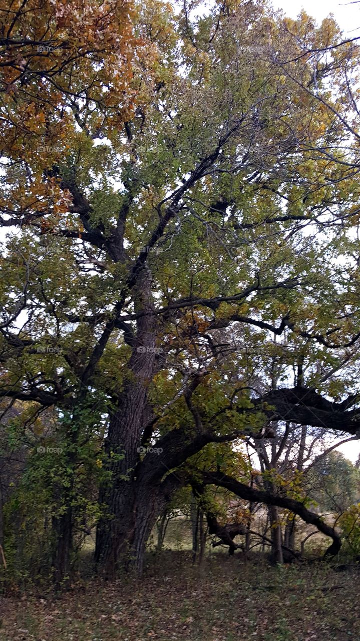 Big and old oak tree....I grew up climbing through its wonderful majestic limbs.