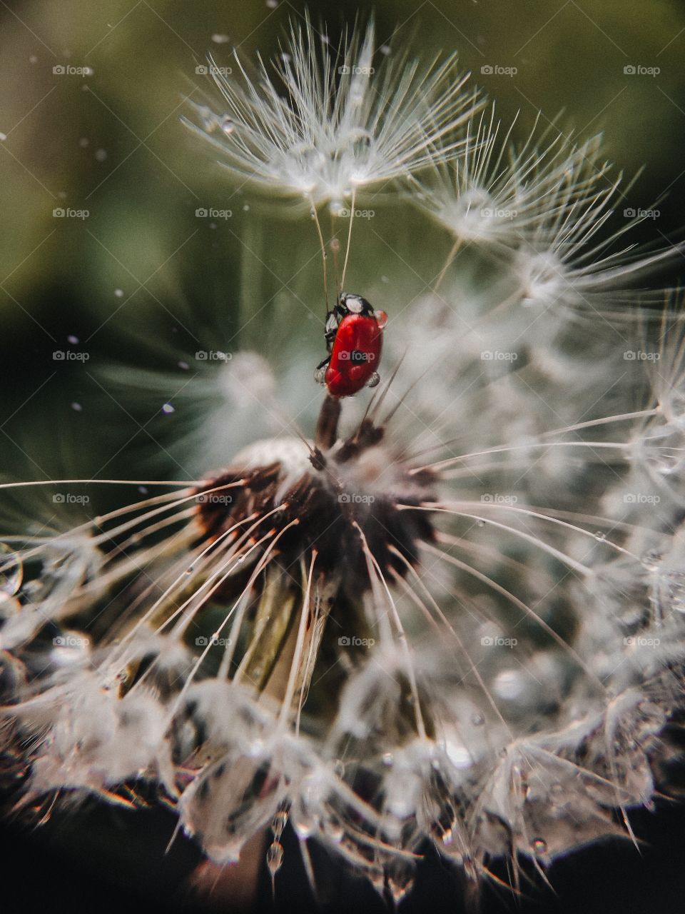 ladybug sitting on a dandelion