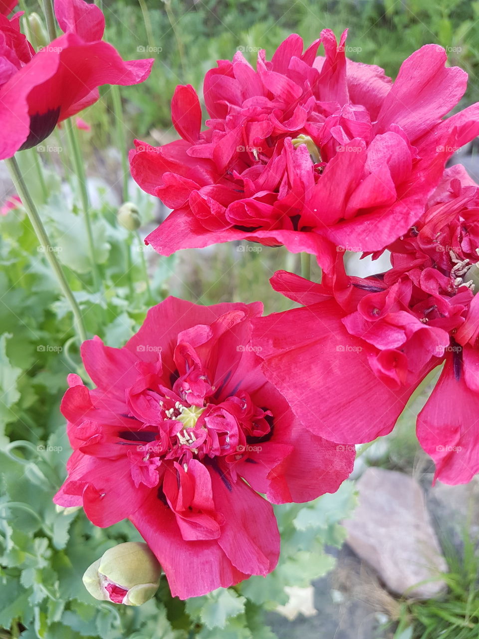 poppies in bloom