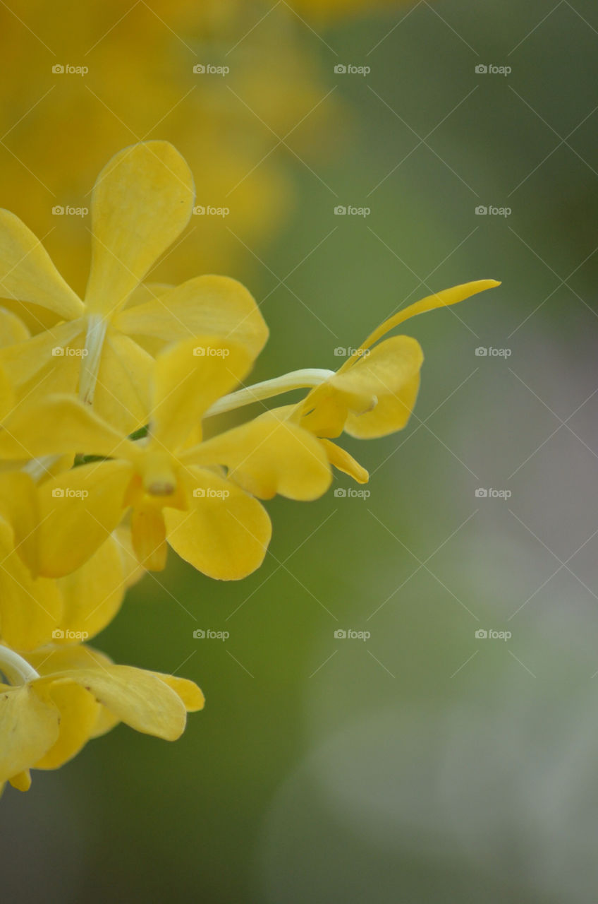 yellow flower macro orchid by CatherineGillam1984