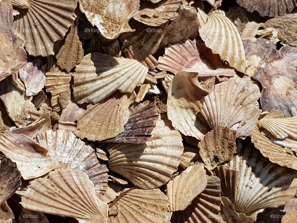 Scallop shells