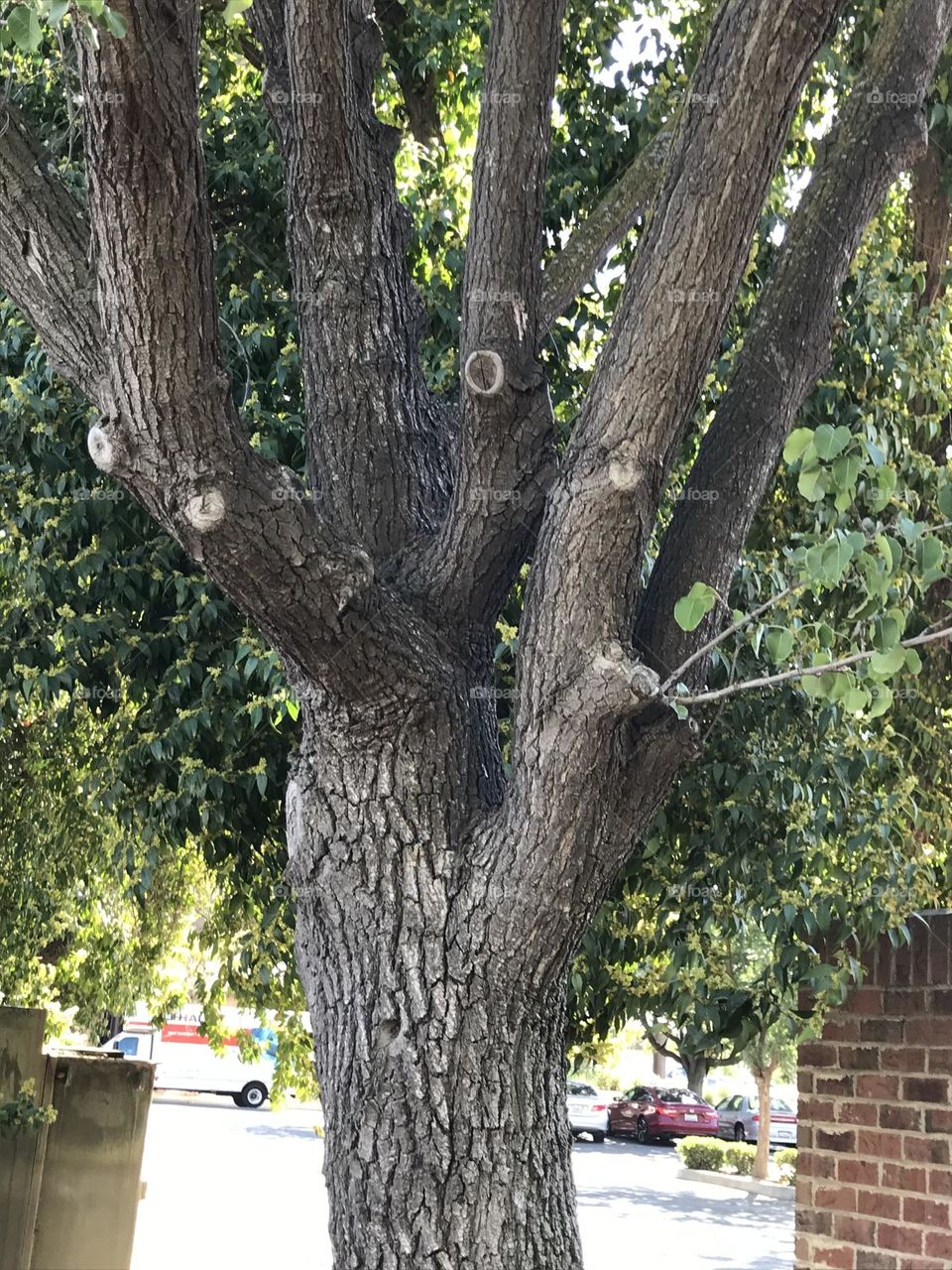 A tree in the morning.